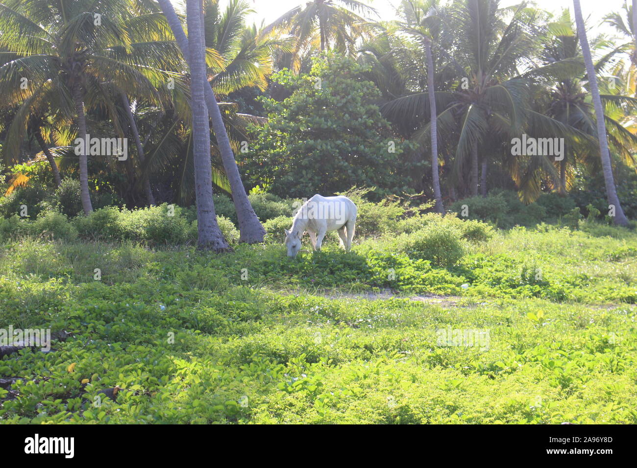 white horse in jungle Punta Cana Dominican Republic Stock Photo