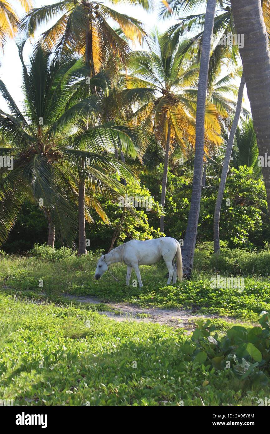 white horse in jungle Punta Cana Dominican Republic Stock Photo
