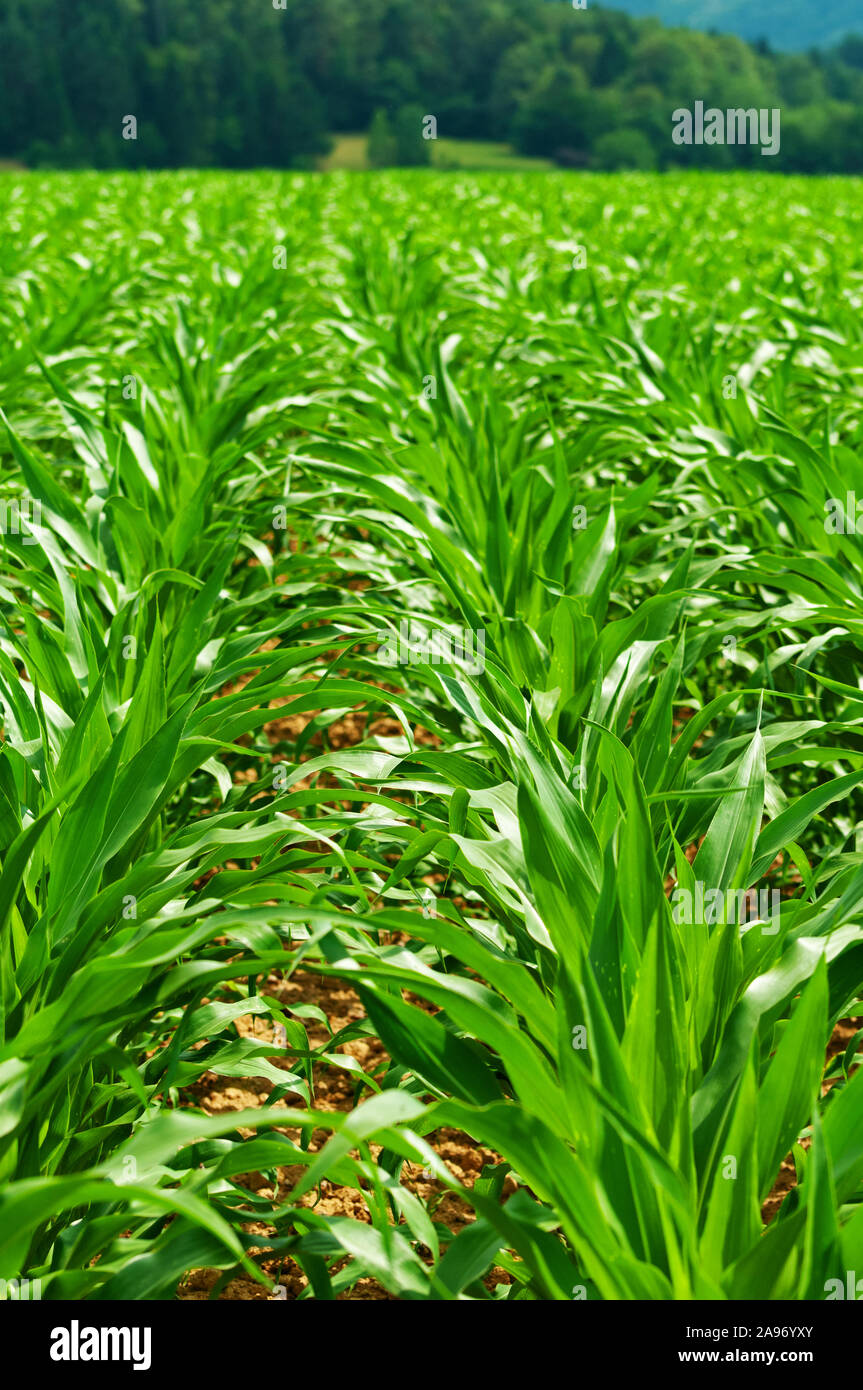Closeup of rows of young corn field and forest in background. Agriculture, farming, GMO and food concepts. Stock Photo