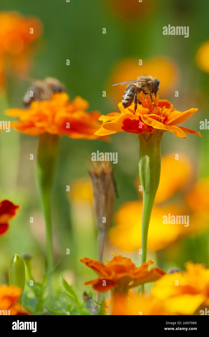 Honey bee collecting pollen from an orange marigold flower in the fresh green garden with the blur background. Garden, flowers, insects and nature con Stock Photo