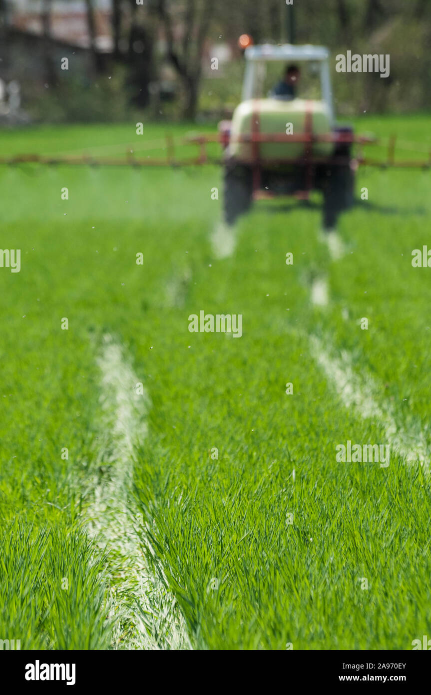 Tractor spraying herbicide over field and making tracks in young wheat. Agriculture, farming, GMO, pollution, contamination and environment concepts Stock Photo