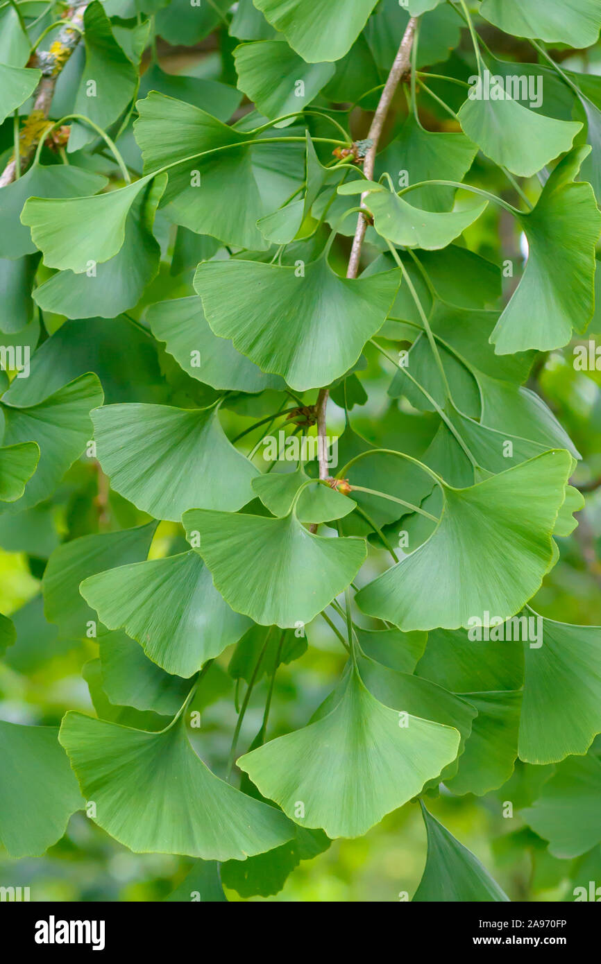 Mädchenhaarbaum (Ginkgo biloba) Stock Photo