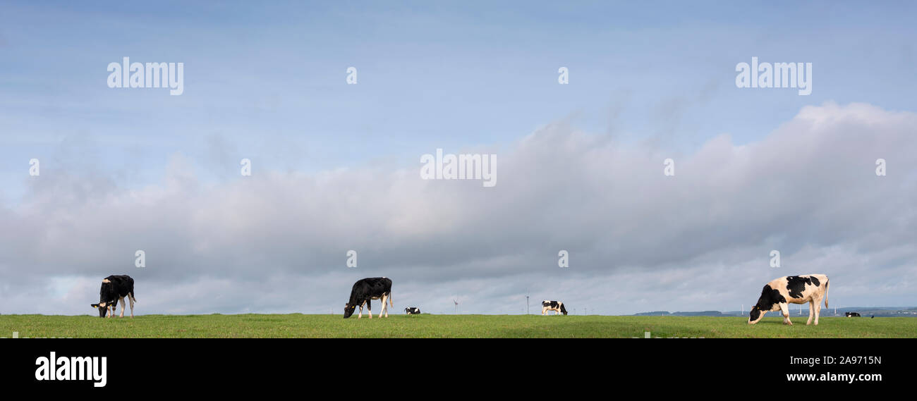 black and white cows graze in green german eifel meadow under blue sky ...
