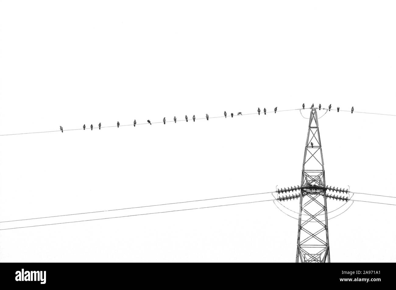 Crow birds on wire of high voltage electric tower isolated on white. Electricity, electric power, overhead power line and technology concepts. Stock Photo