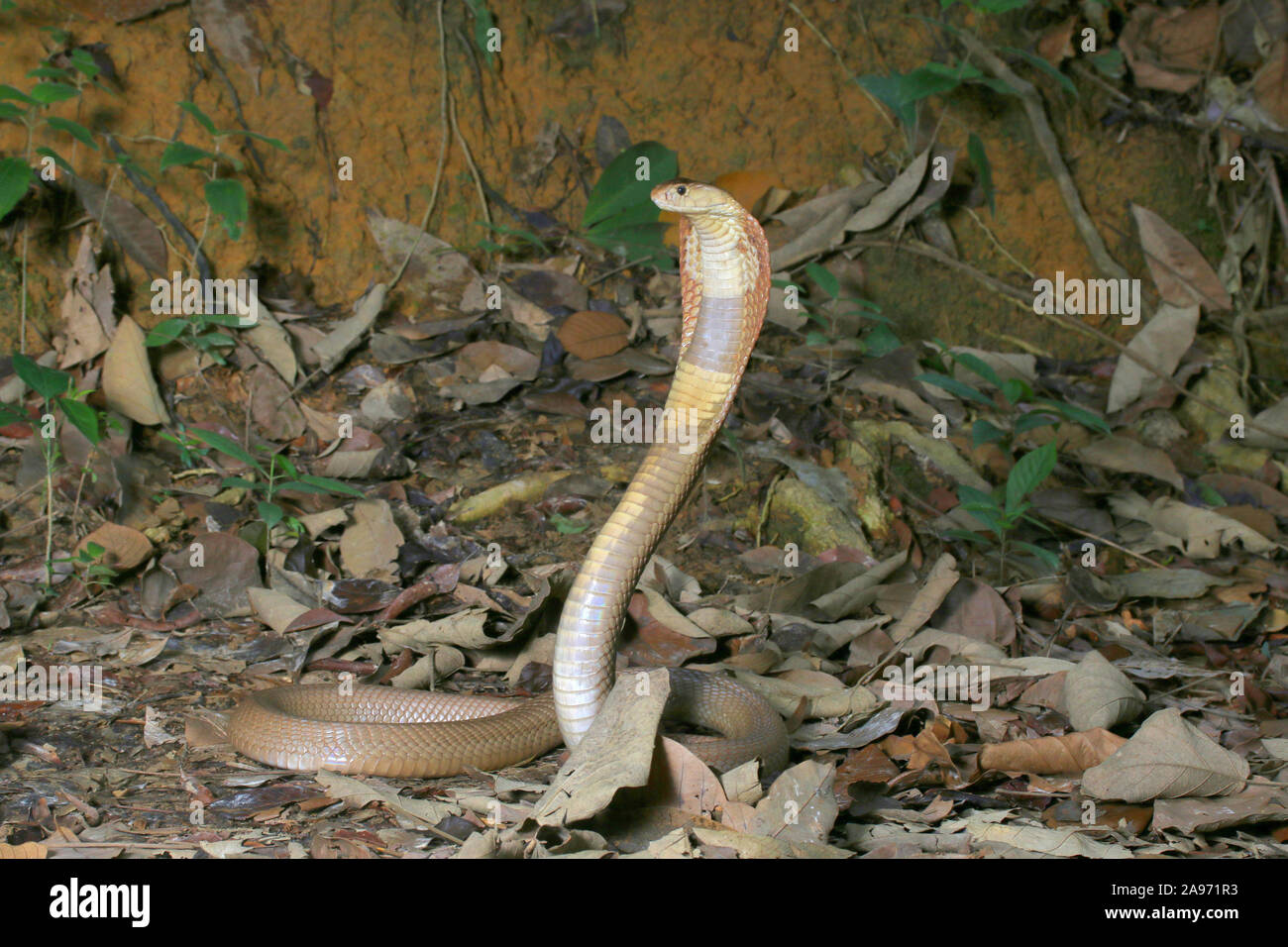Monocled cobra, Naja kouthia, monocellate cobra, Stock Photo