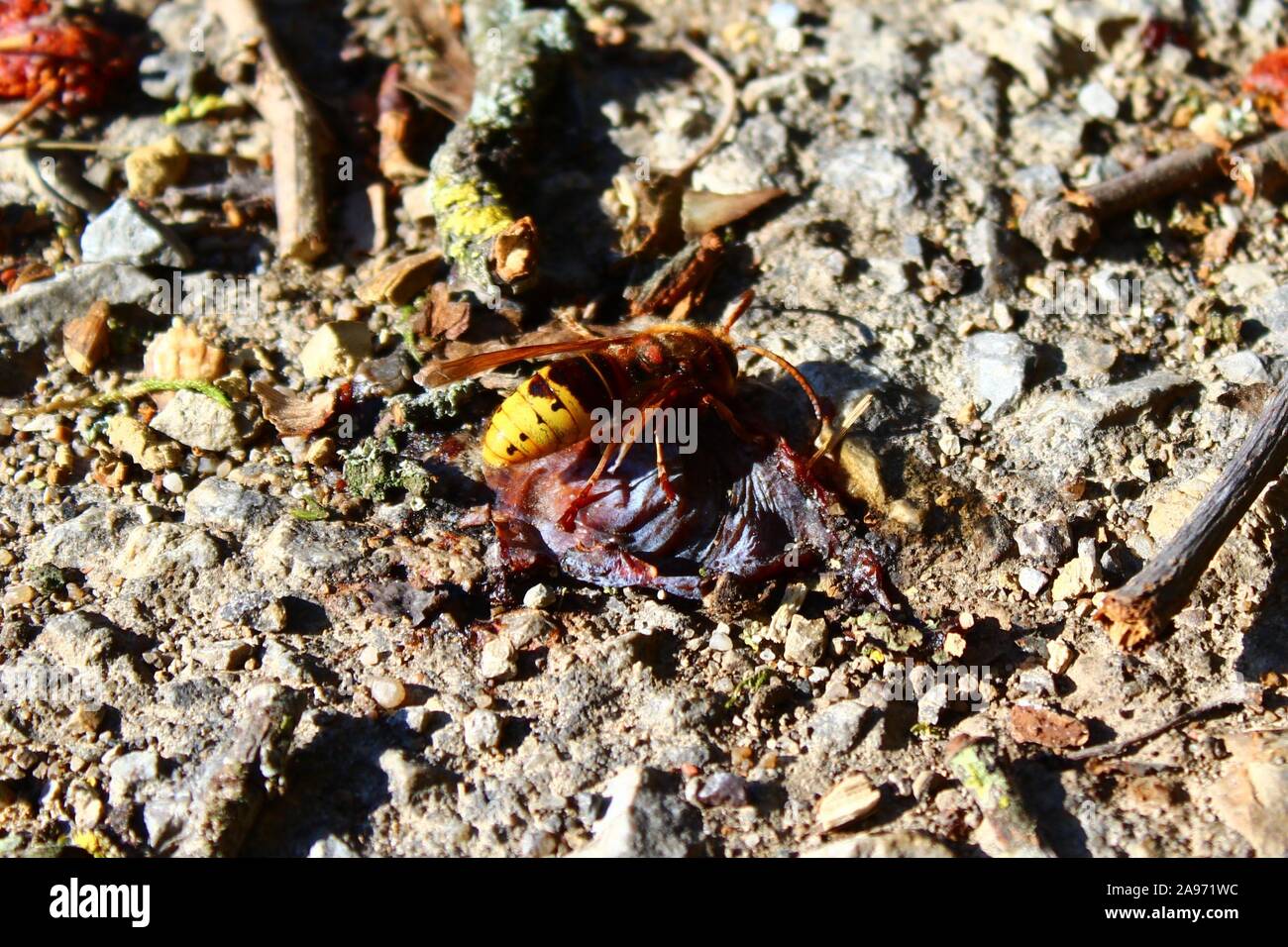 The picture shows a hornet on a plum Stock Photo