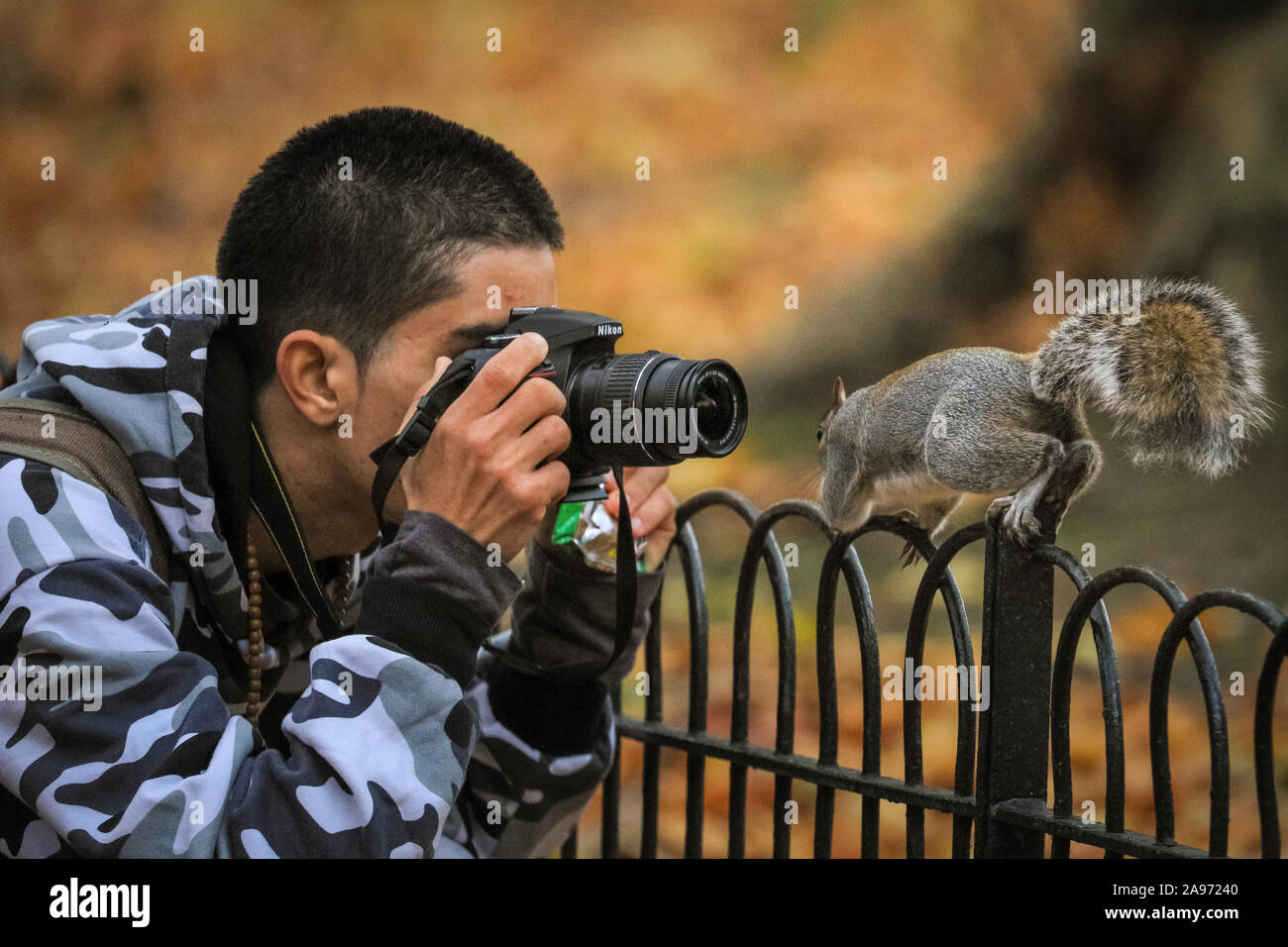 St James's Park, London, UK, 13th November 2019. A  curious squirrel gets close to inspect a tourist's camera. Squirrels in London's St James's Park in Westminster enjoy the late autumn sunshine, digging for nuts and playing in the colourful fallen leaves. Credit: Imageplotter/Alamy Live News Stock Photo