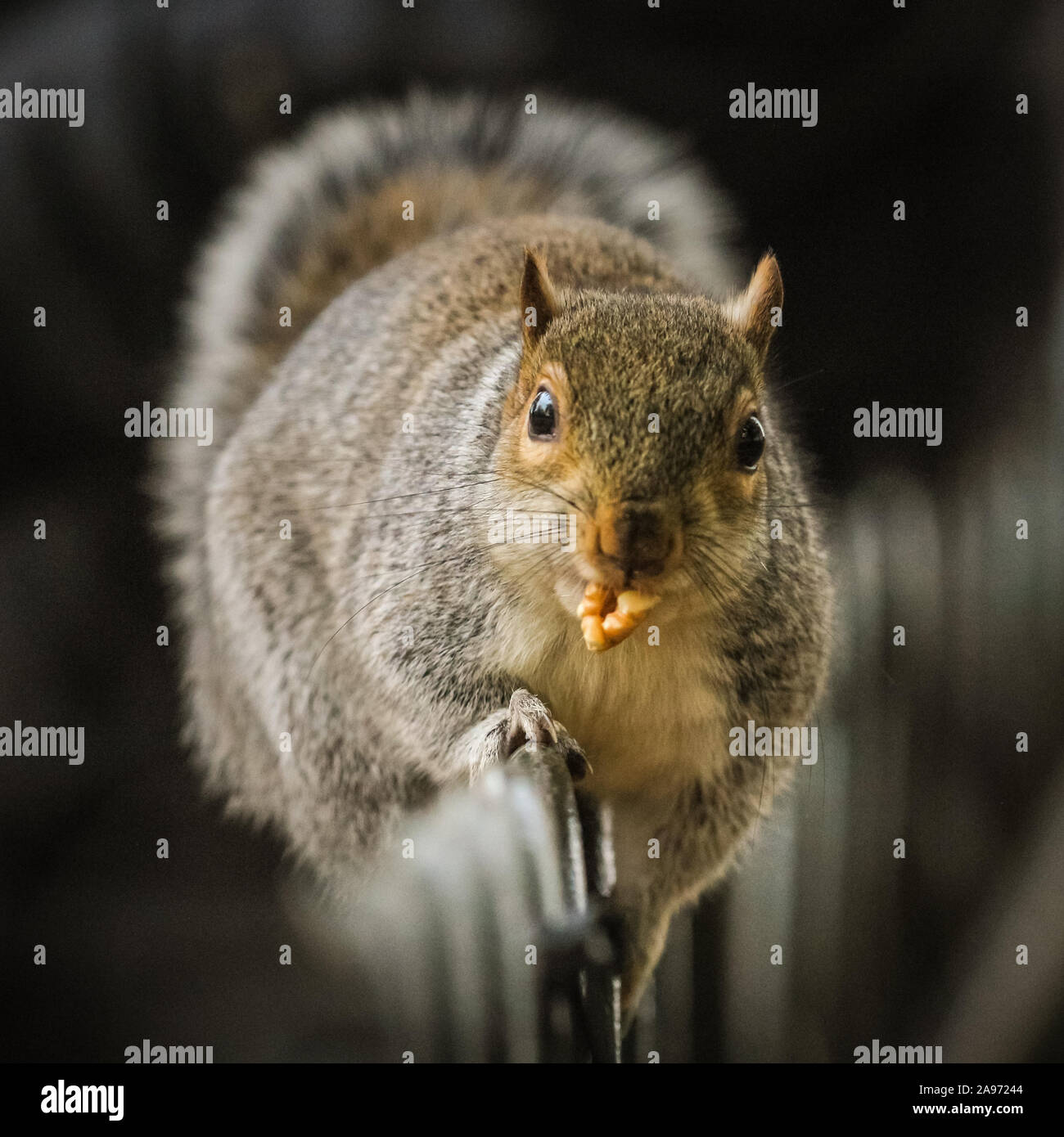 St James's Park, London, UK, 13th November 2019. A squirrel hurries away with its walnut treasure. Squirrels in London's St James's Park in Westminster enjoy the late autumn sunshine, digging for nuts and playing in the colourful fallen leaves. Credit: Imageplotter/Alamy Live News Stock Photo