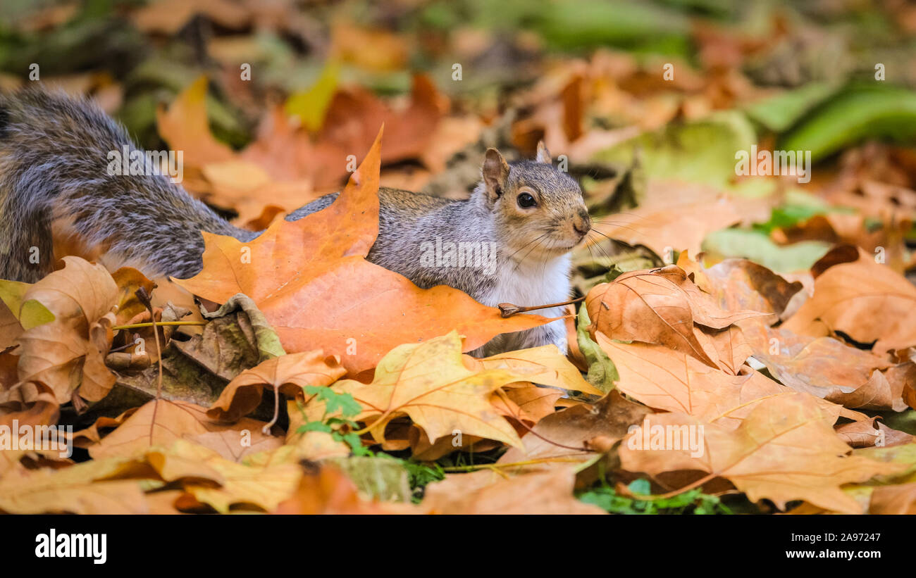 St James's Park, London, UK, 13th November 2019. Squirrels in London's St James's Park in Westminster enjoy the late autumn sunshine, digging for nuts and playing in the colourful fallen leaves. Credit: Imageplotter/Alamy Live News Stock Photo