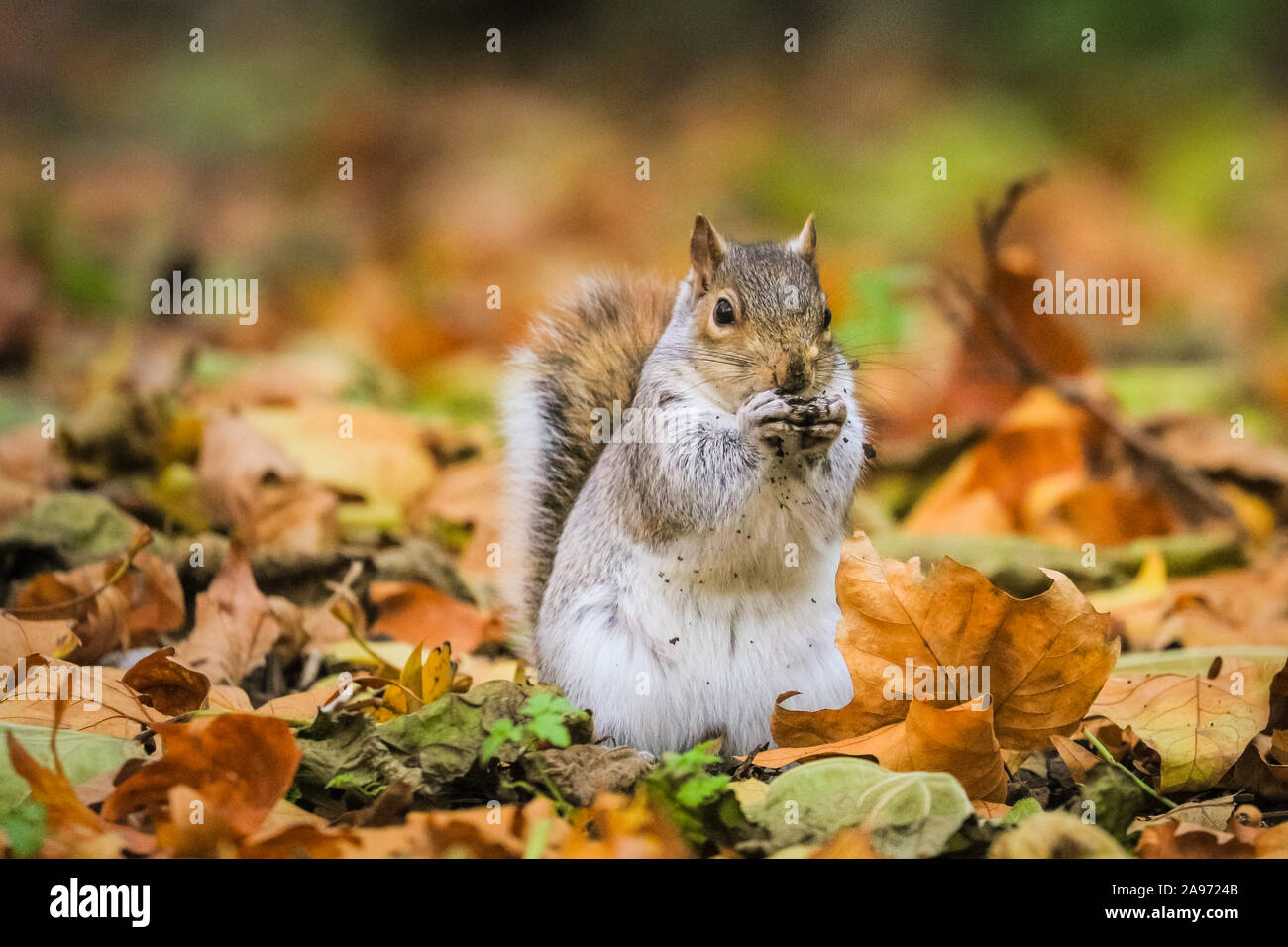 St James's Park, London, UK, 13th November 2019. A fluffy squirrel nibbles on a nut. Squirrels in London's St James's Park in Westminster enjoy the late autumn sunshine, digging for nuts and playing in the colourful fallen leaves. Credit: Imageplotter/Alamy Live News Stock Photo
