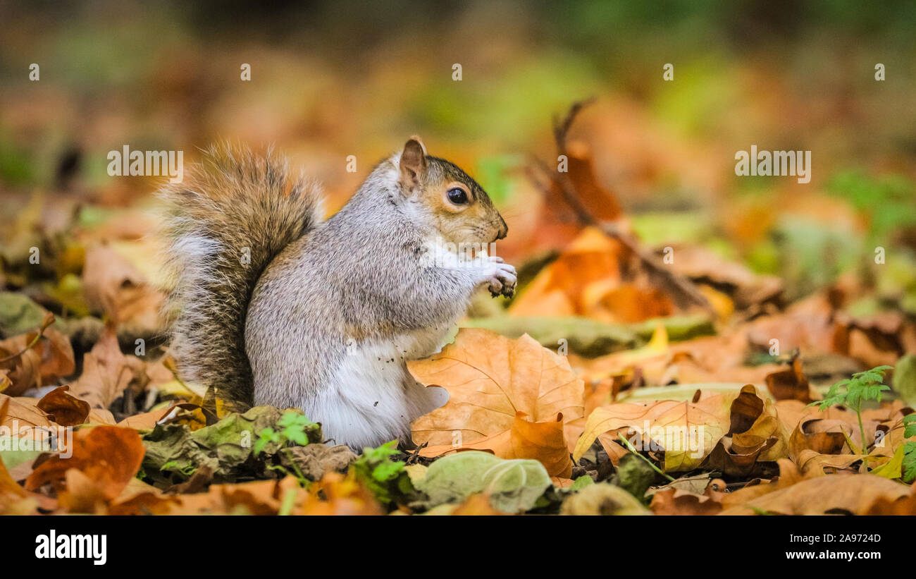 St James's Park, London, UK, 13th November 2019. Squirrels in London's St James's Park in Westminster enjoy the late autumn sunshine, digging for nuts and playing in the colourful fallen leaves. Credit: Imageplotter/Alamy Live News Stock Photo