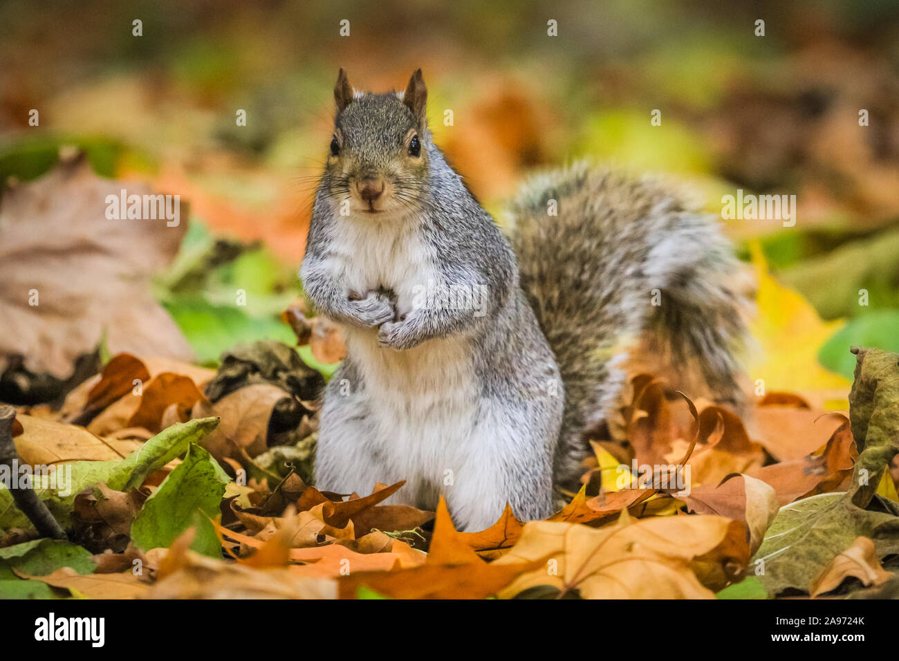 St James's Park, London, UK, 13th November 2019. Squirrels in London's St James's Park in Westminster enjoy the late autumn sunshine, digging for nuts and playing in the colourful fallen leaves. Credit: Imageplotter/Alamy Live News Stock Photo