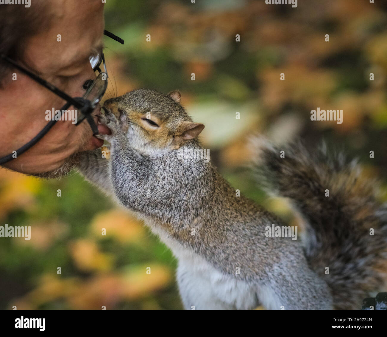 St James's Park, London, UK, 13th November 2019.  A man who regularly feeds the animals gets a kiss from one of the fluffy squirrels. Squirrels in London's St James's Park in Westminster enjoy the late autumn sunshine, digging for nuts and playing in the colourful fallen leaves. Credit: Imageplotter/Alamy Live News Stock Photo