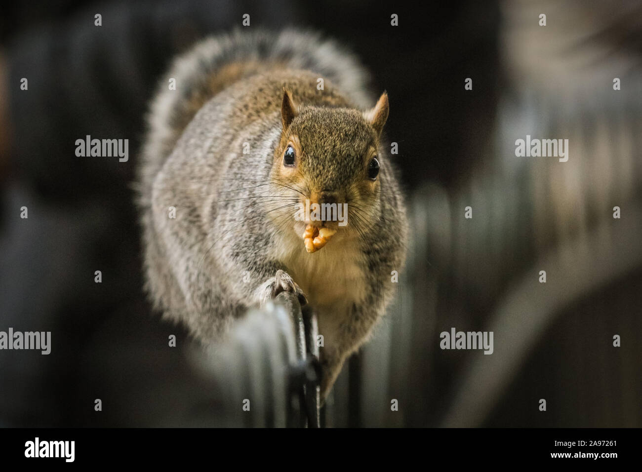 St James's Park, London, UK, 13th November 2019. A squirrel hurries away with its walnut treasure. Squirrels in London's St James's Park in Westminster enjoy the late autumn sunshine, digging for nuts and playing in the colourful fallen leaves. Credit: Imageplotter/Alamy Live News Stock Photo