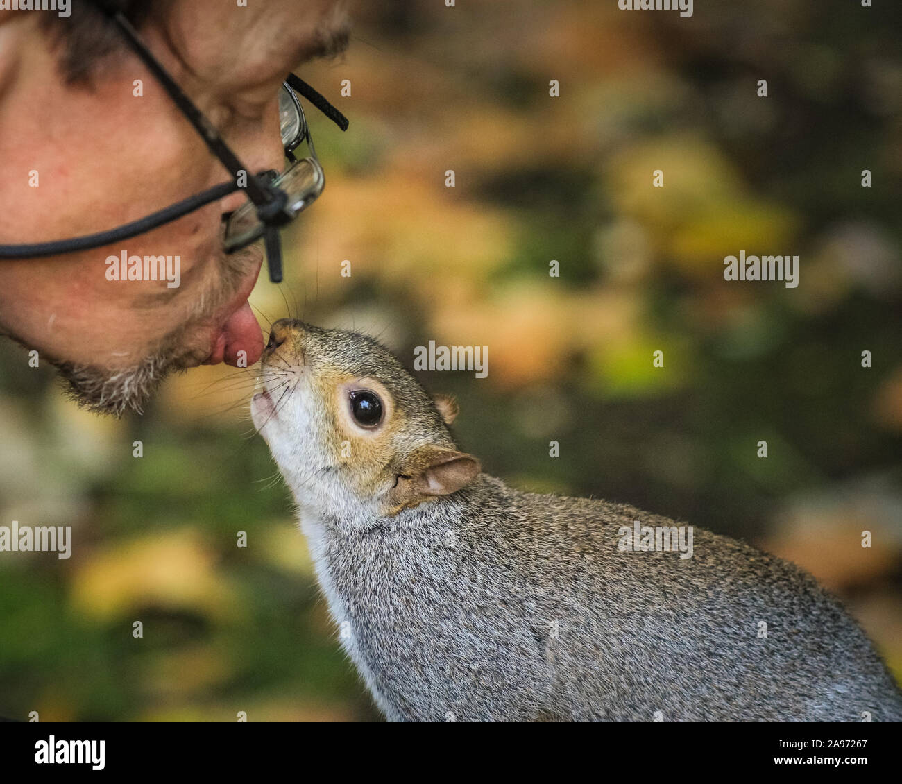 St James's Park, London, UK, 13th November 2019.  A man who regularly feeds the animals gets a kiss from one of the fluffy squirrels. Squirrels in London's St James's Park in Westminster enjoy the late autumn sunshine, digging for nuts and playing in the colourful fallen leaves. Credit: Imageplotter/Alamy Live News Stock Photo