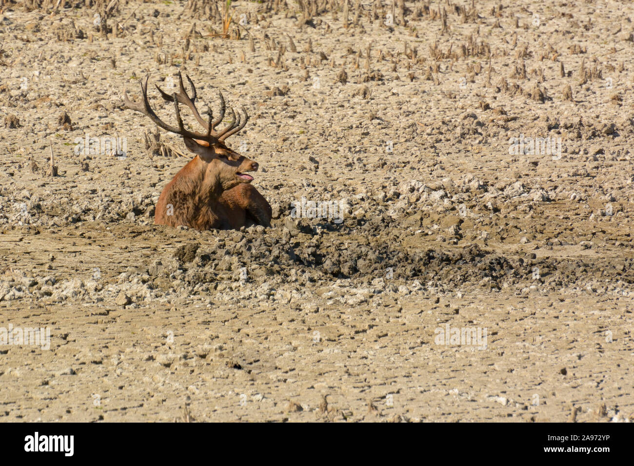 deer taking a mud bath to remove parasites Stock Photo
