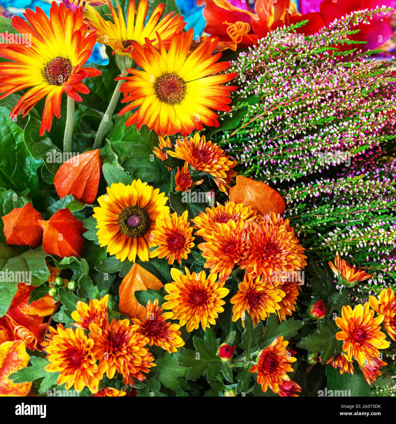 Autumn flowers bouquet with heather Stock Photo