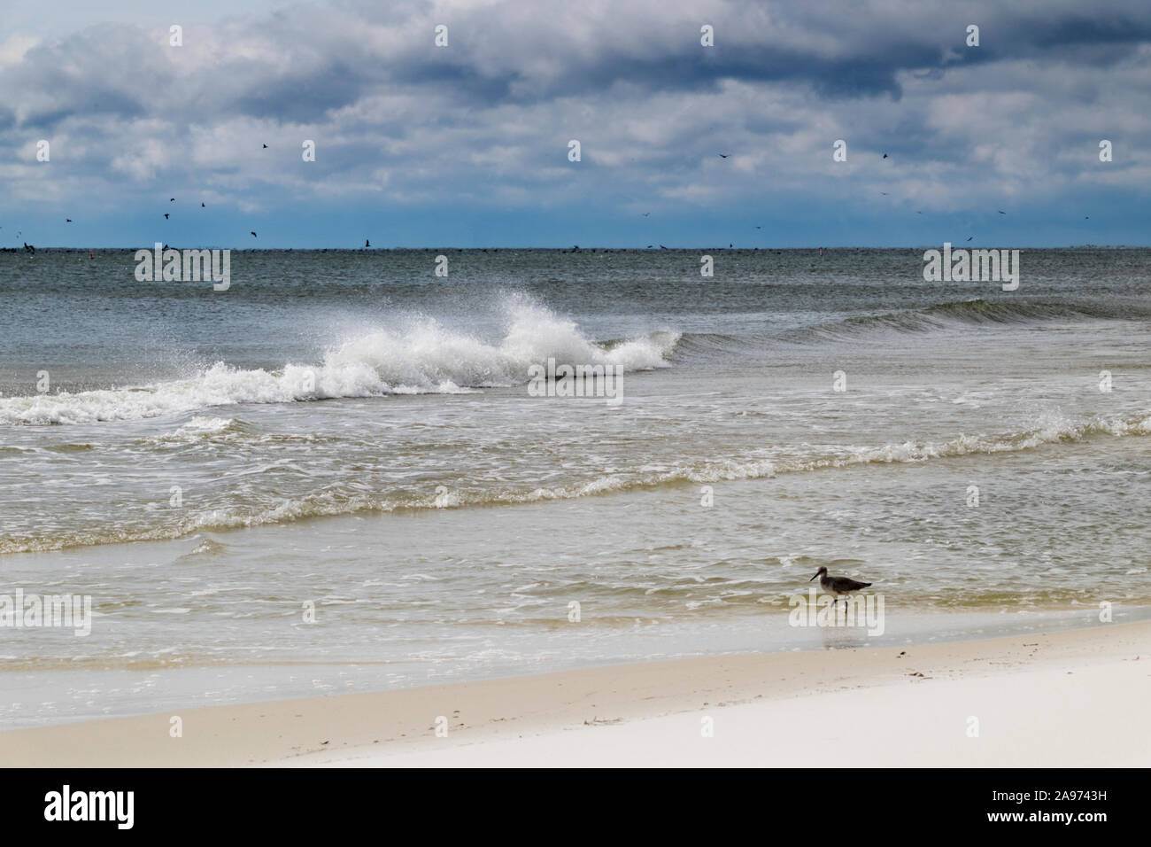 Sandpiper wades in shallow water as wind-swept waves rush to the beach at Gulf Shores, Alabama, USA. Stock Photo