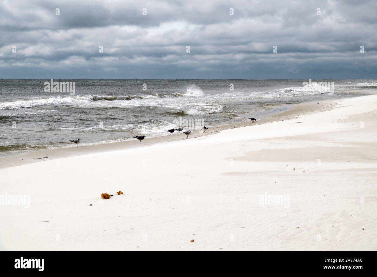Seagulls face into the wind as a gale from the north whips the tops off incoming waves at the beach in Gulf Shores, Alabama, USA. Stock Photo