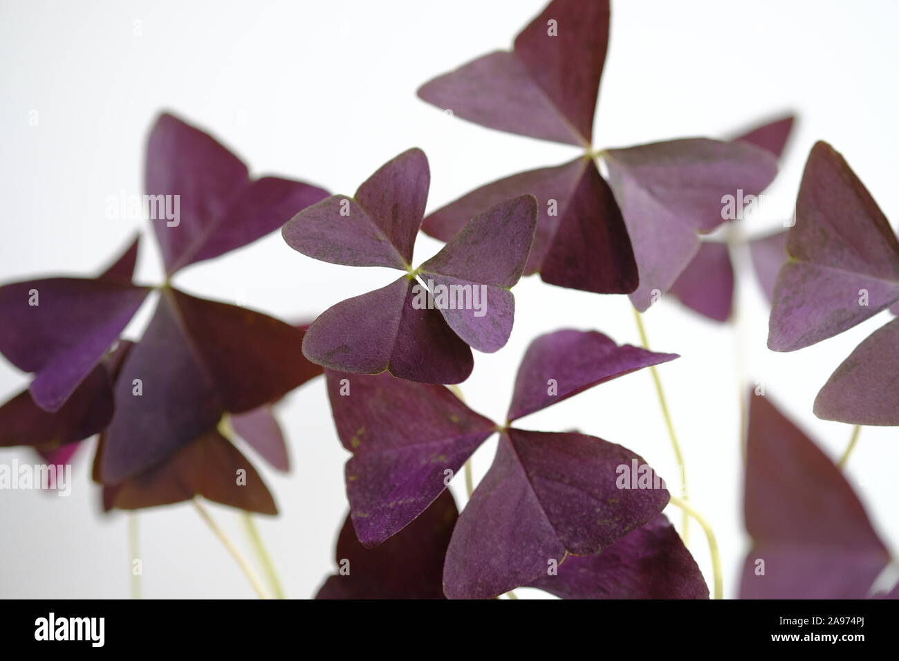 Close up view of the foliage of the Purple Shamrock plant (Oxalis triangularis). Also known as Black Shamrock, Black Oxalis, Wine Shamrock Stock Photo