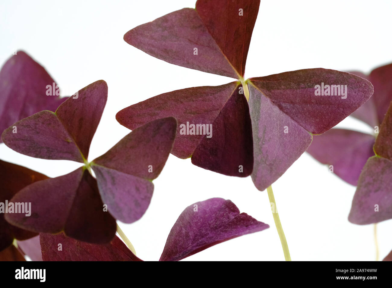 Close up view of the foliage of the Purple Shamrock plant (Oxalis triangularis). Also known as Black Shamrock, Black Oxalis, Wine Shamrock Stock Photo