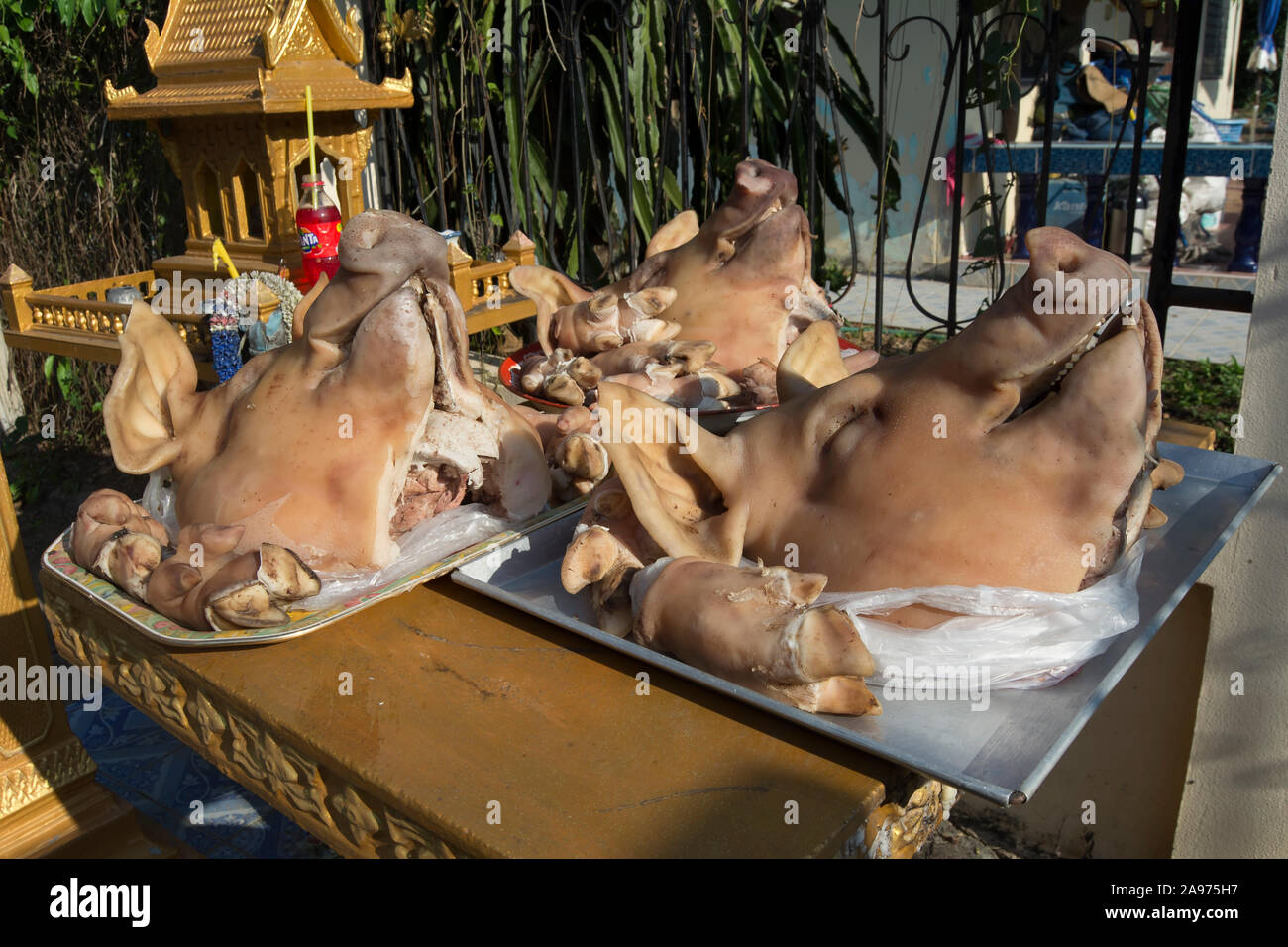 pigs heads and trotters laid out as votive offerings beside a spirit house in phetchabun, thailand Stock Photo