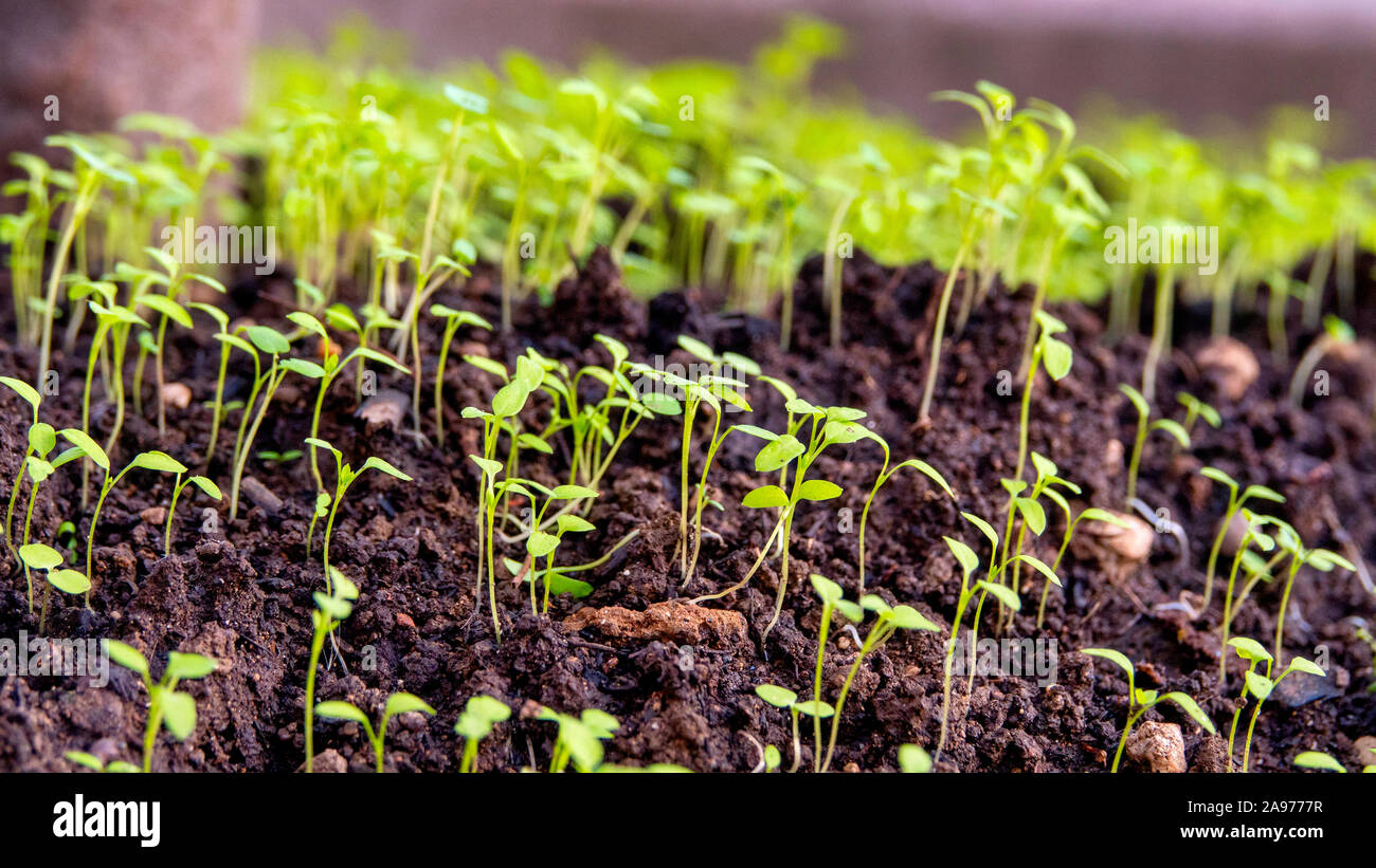 Macro shot of a group of sprouting grass Stock Photo