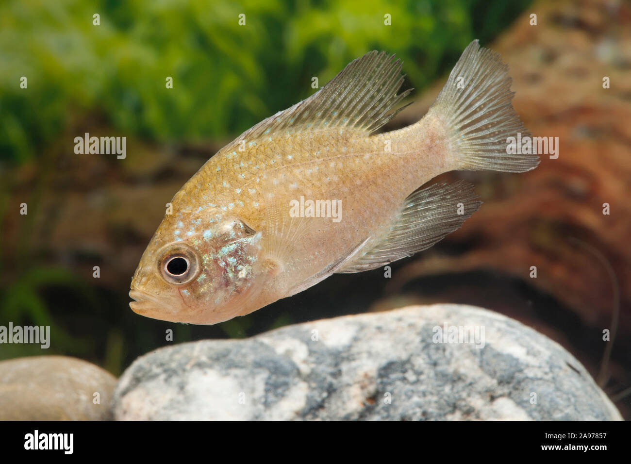 Enneacanthus gloriosus,Kiemenfleck-Diamantbarsch,Banded Sunfish Stock ...