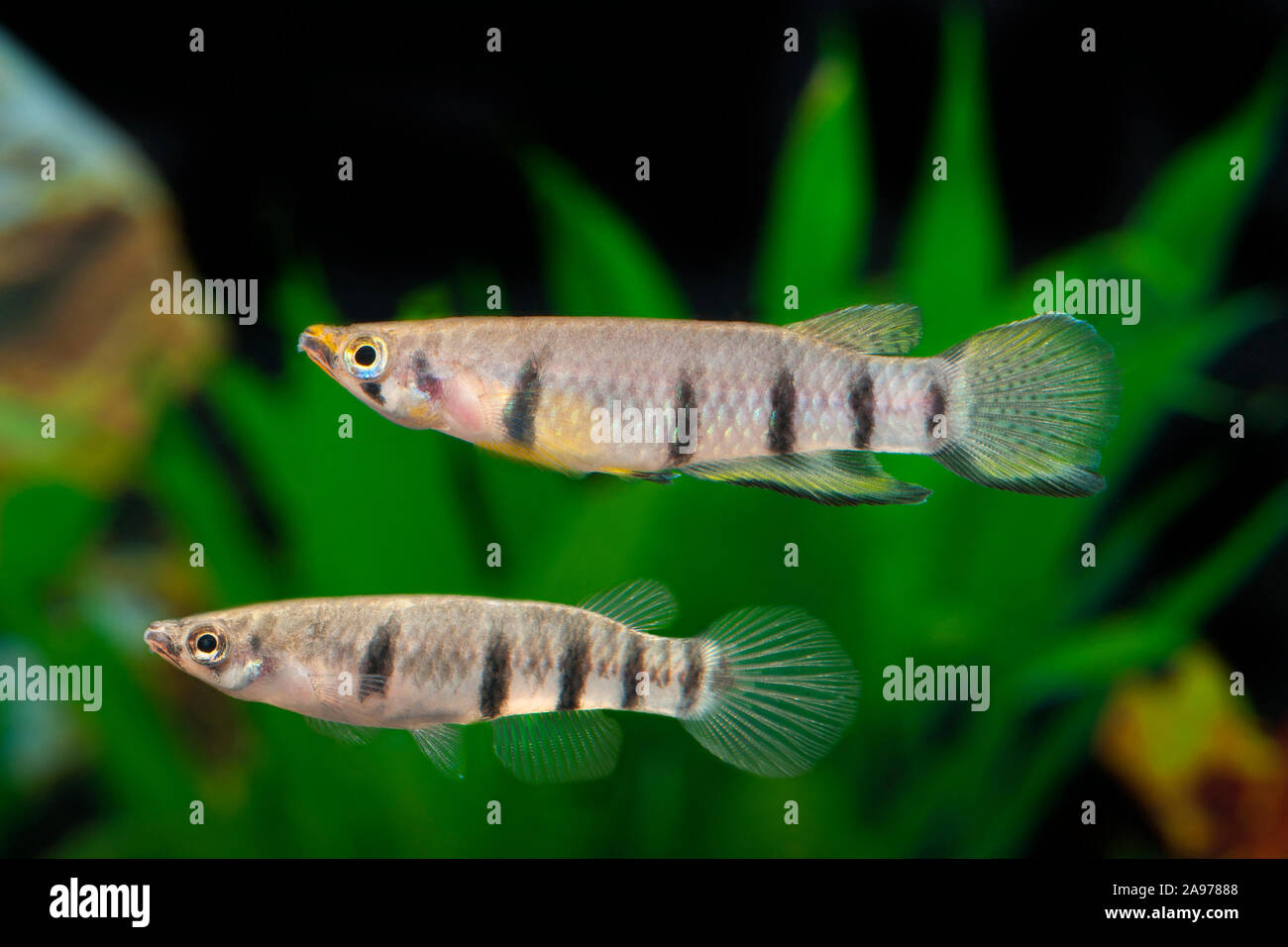 Epiplatys dageti,Dagets Querbandhechtling,Daget's Panchax Stock Photo