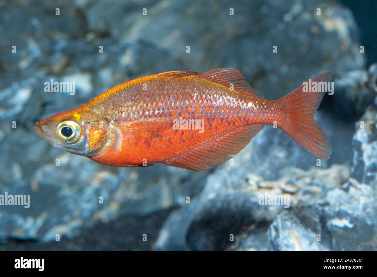 Glossolepis incisus,Lachsroter Regenbogenfisch,Salmon red Rainbowfish Stock Photo