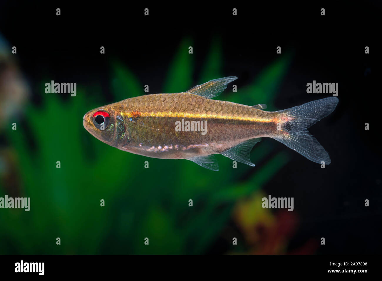 Hemigrammus rubrostriatus,Rotstreifen Salmler,Redstriped Tetra Stock Photo