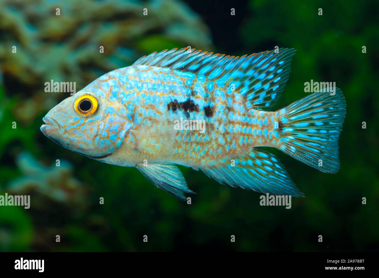 Pearl Cichlid; Green Cichlid (Herichthys carpinte), swimming, side view  Stock Photo - Alamy