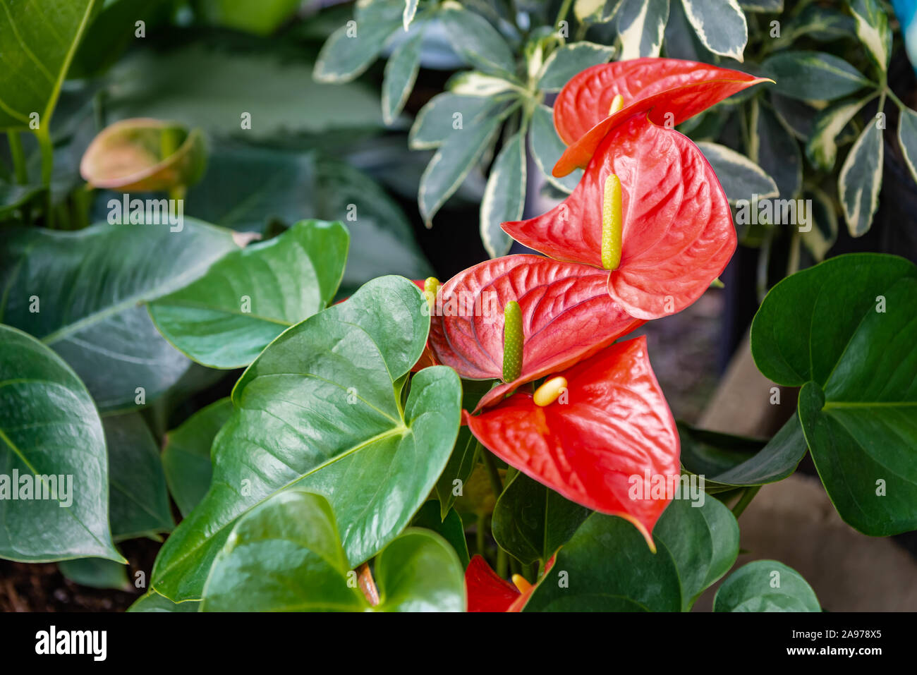 Beautiful red anthurium flowers outdoors houseplant leaves exotic garden Stock Photo