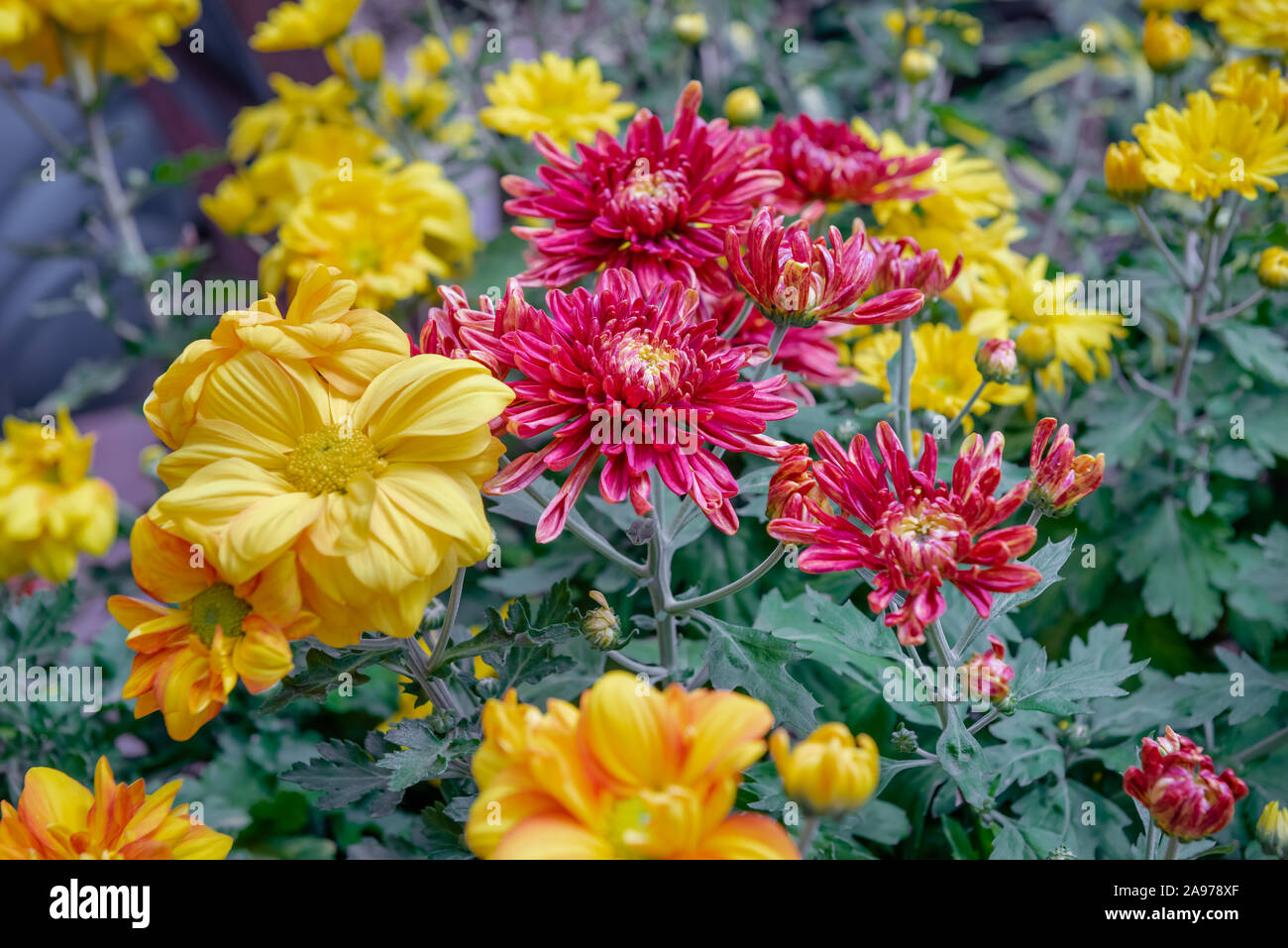 Beautiful Chrysanthemum flowers blooming in garden leaves garden outdoor red yellow Stock Photo