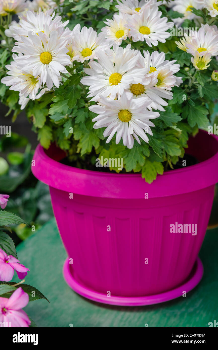 white Argyranthemum flowers in a bright pink pot houseplant leaves garden bunch Stock Photo