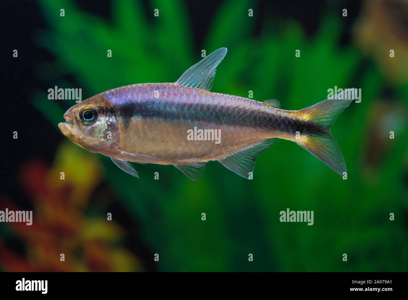 Hyphessobrycon spec. Blue Ribbon,Blue ribbon Salmler,Blue ribbon tetra Stock Photo