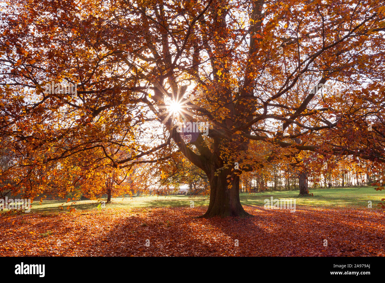 Barton-upon-Humber, North Lincolnshire, UK. 13th November 2019. UK Weather: Beech trees in Baysgarth Park on a sunny Autumn morning in November. Credit: LEE BEEL/Alamy Live News. Stock Photo
