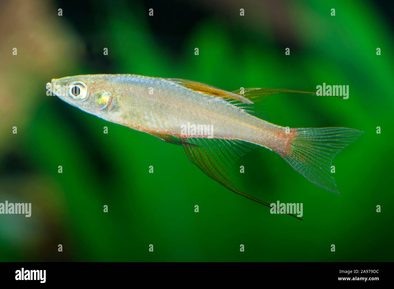 Iriatherina werneri,Schmetterlingsregenbogenfisch,Featherfin Rainbowfish Stock Photo
