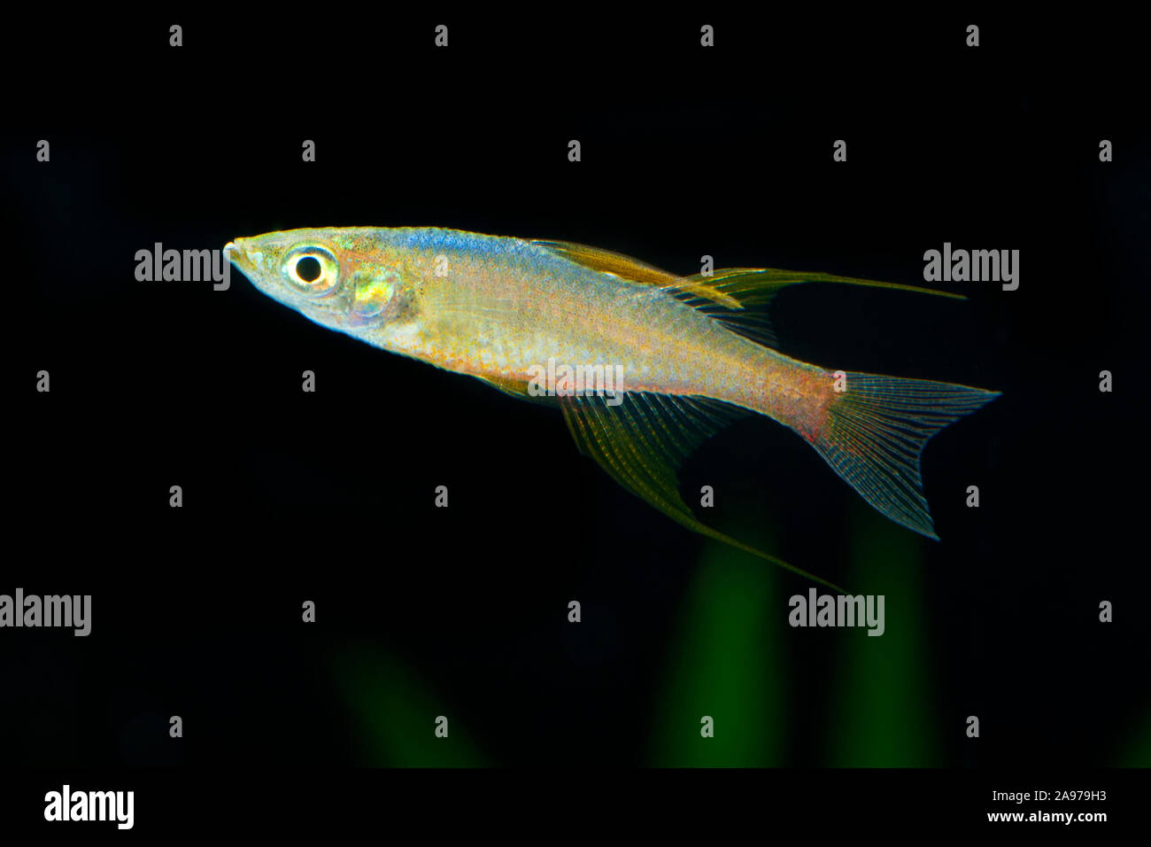 Iriatherina werneri,Schmetterlingsregenbogenfisch,Featherfin Rainbowfish Stock Photo