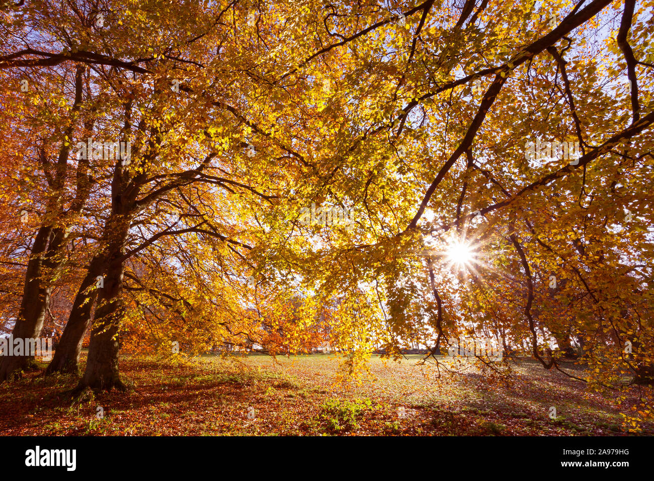 Barton-upon-Humber, North Lincolnshire, UK. 13th November 2019. UK Weather: Beech trees in Baysgarth Park on a sunny Autumn morning in November. Credit: LEE BEEL/Alamy Live News. Stock Photo