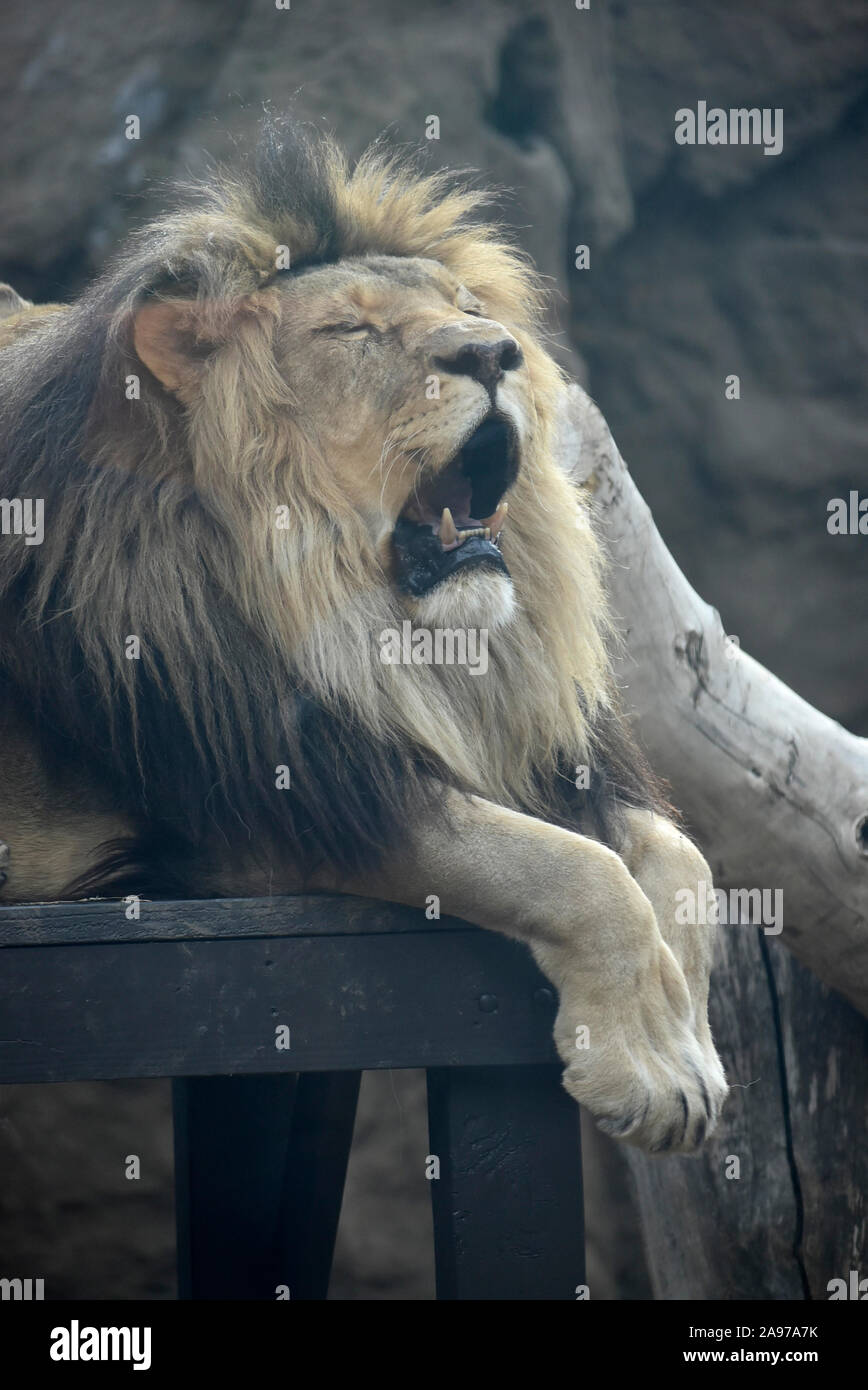 Male lion yawning Stock Photo - Alamy