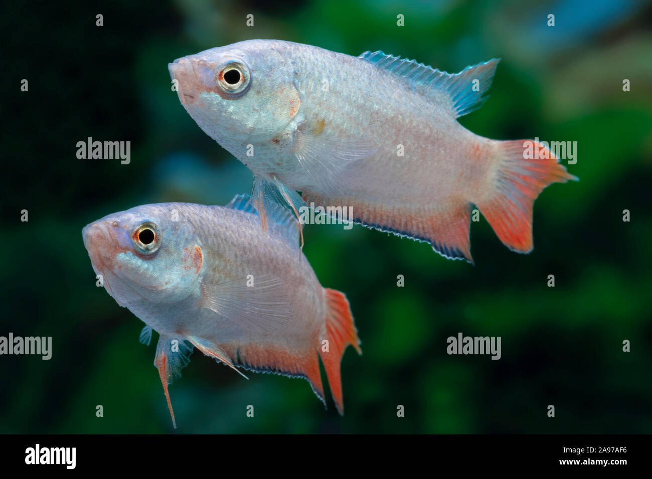 Macropodus opercularis,Grossflossiger Paradiesfisch,Paradise fish Stock Photo