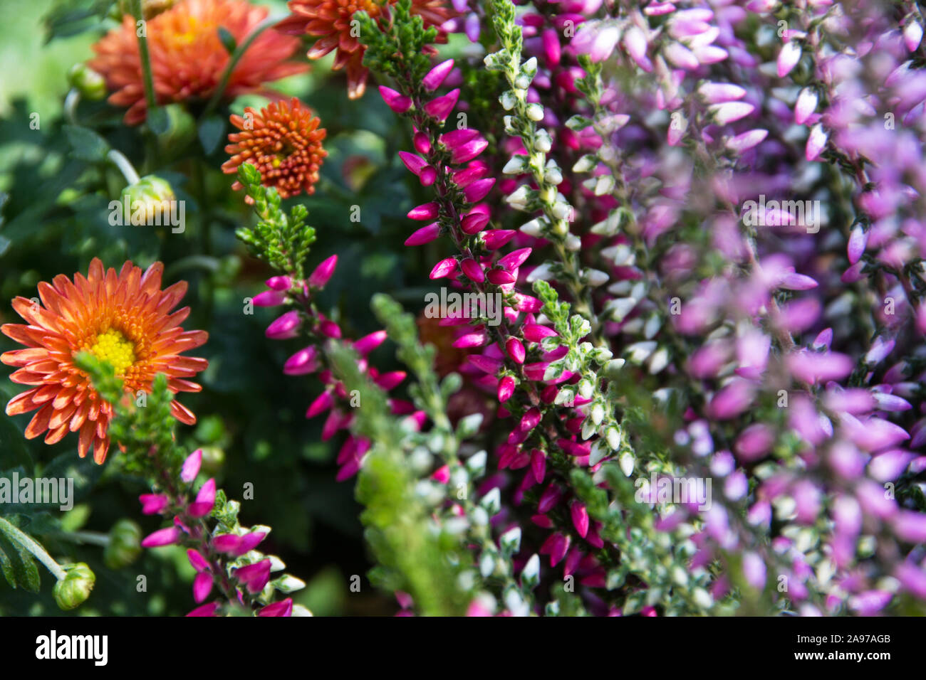 Blooming Heather flowers in garden Stock Photo