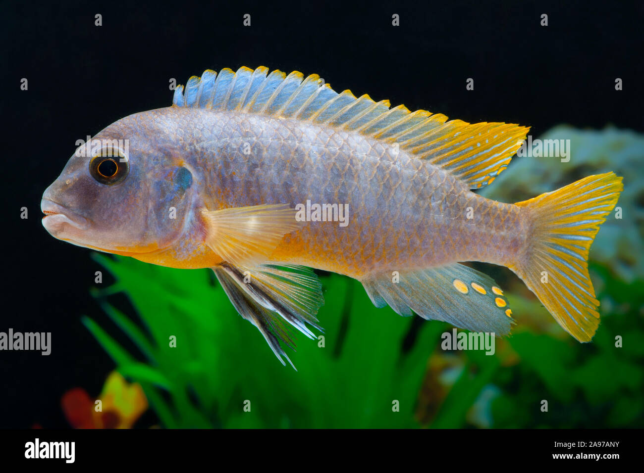 Maylandia aurora,Aurora Buntbarsch,Aurora Cichlid Stock Photo