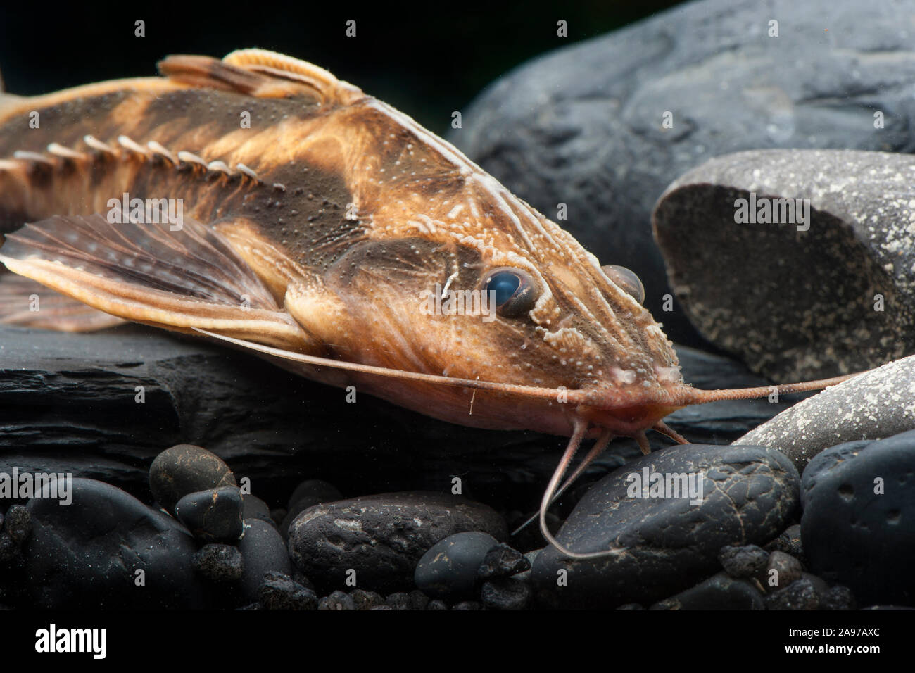 Megalodoras uranoscopus,Schneckendornwels,Giant Raphael Catfish Stock Photo