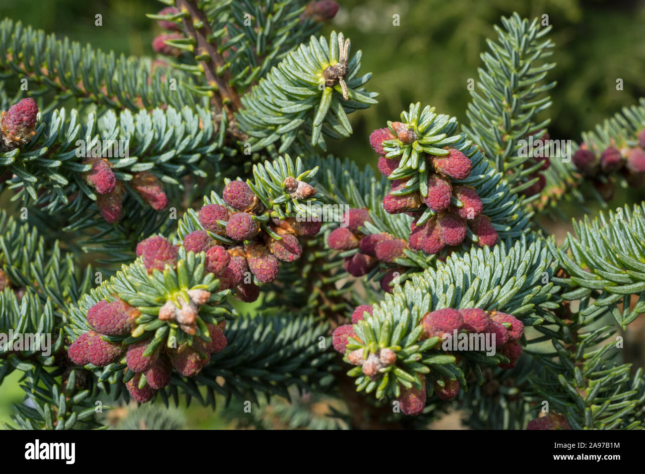 Abies pinsapo (spanish fir) with decorative purple red pollen in a botanical garden Stock Photo
