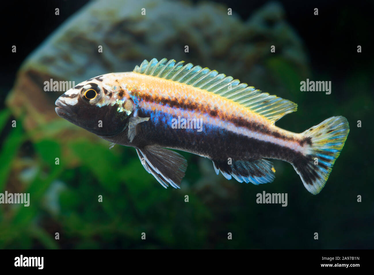 Melanochromis auratus,Tuerkis-Goldbarsch,Nyassa Golden Cichlid Stock Photo