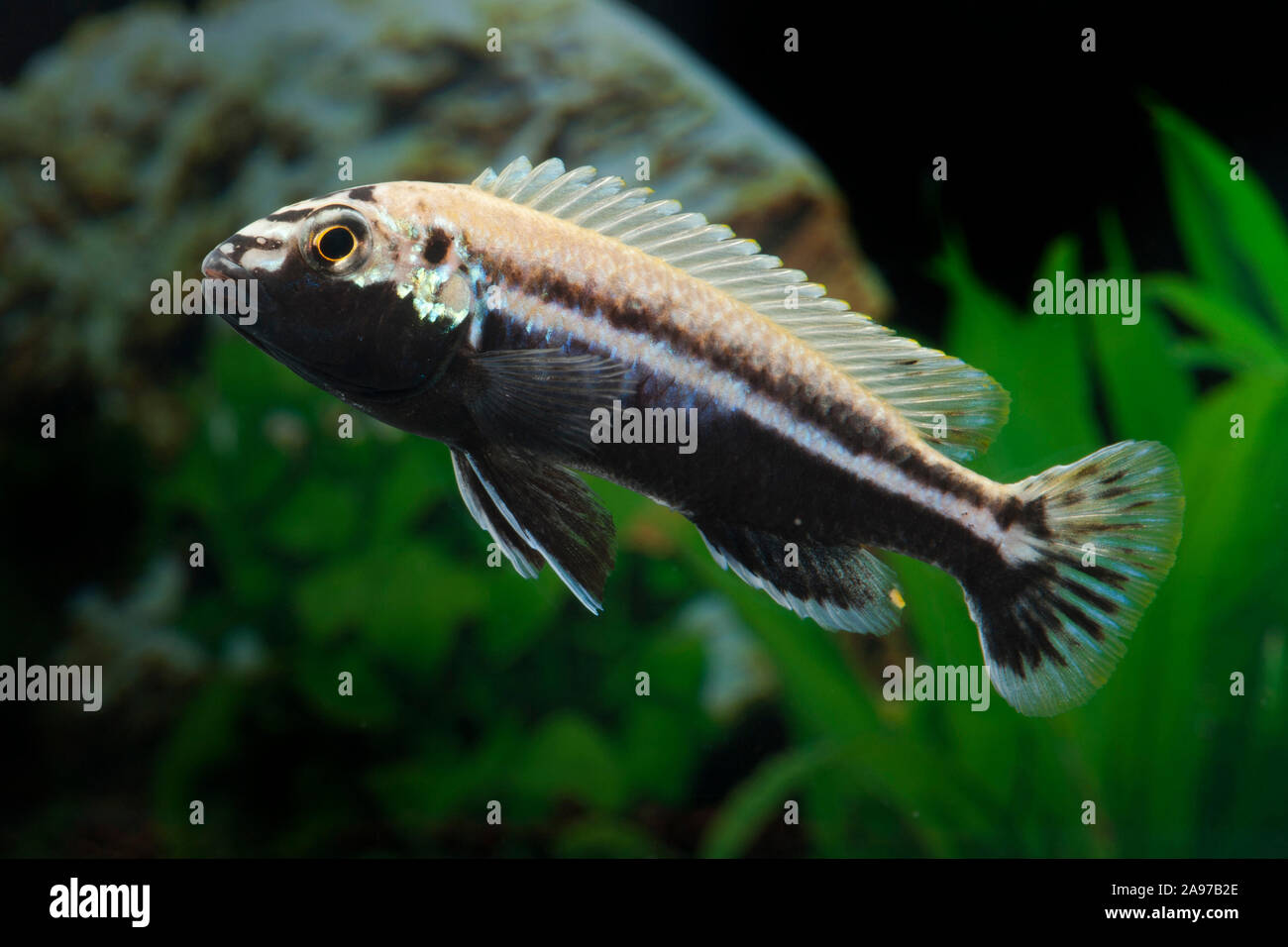 Melanochromis auratus,Tuerkis-Goldbarsch,Nyassa Golden Cichlid Stock Photo
