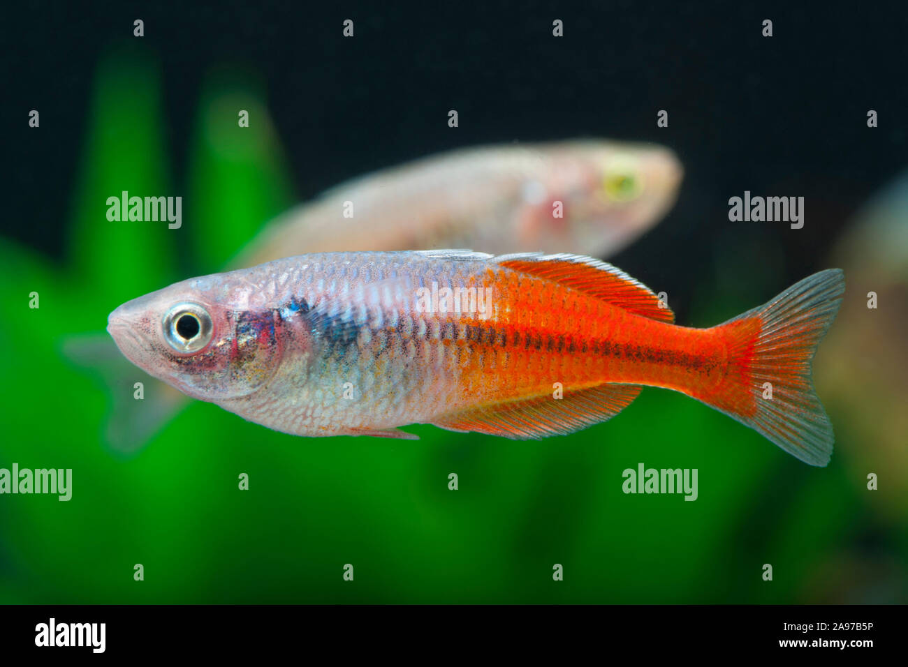 Melanotaenia boesemani Red,Boesemans Regenbogenfisch,Boeseman's Rainbowfish Stock Photo