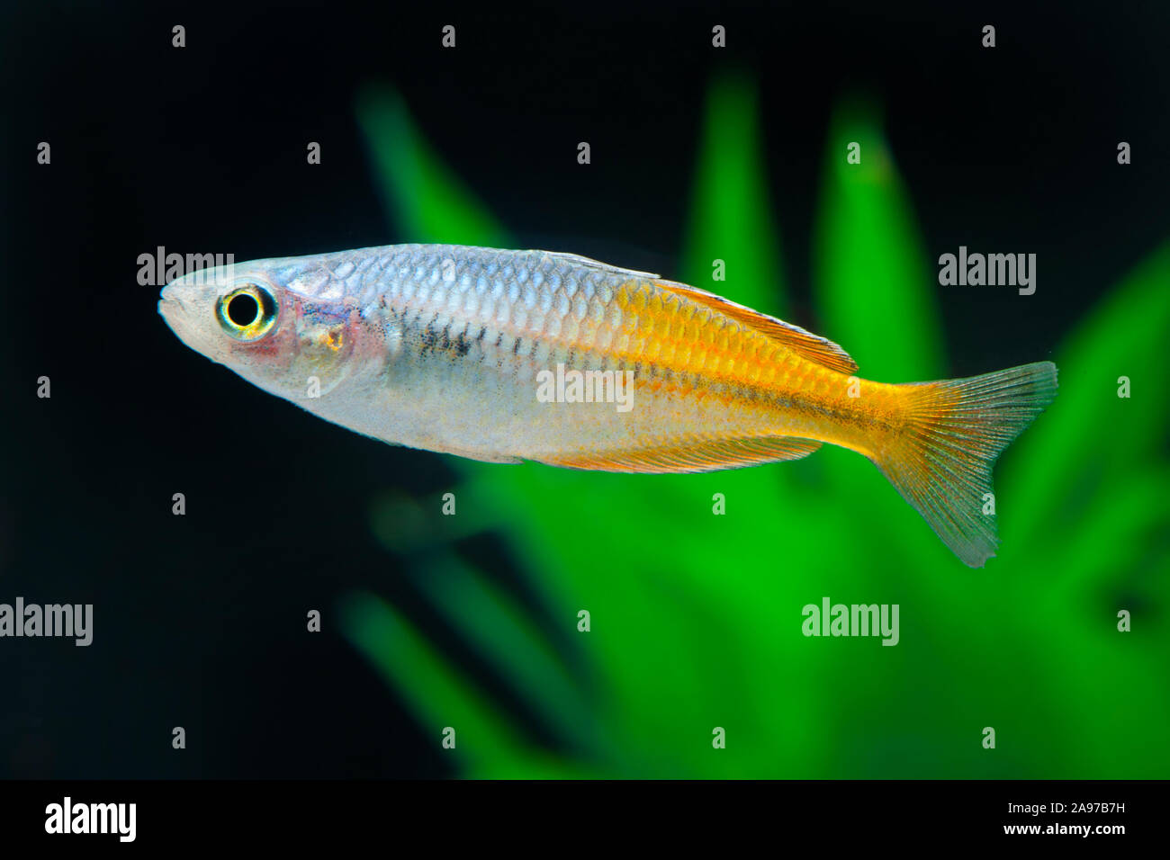 Melanotaenia boesemani Yellow,Boesemans Regenbogenfisch,Boeseman's Rainbowfish Stock Photo
